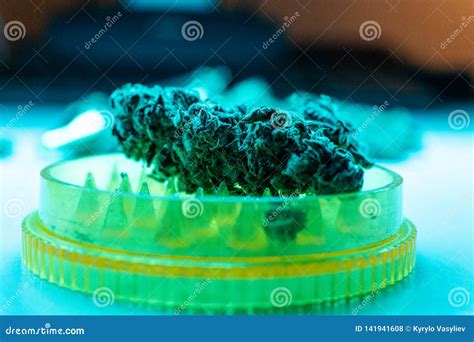 Cannabis Fresh Harvest. Growing Marijuana Indoor Stock Photo - Image of ...