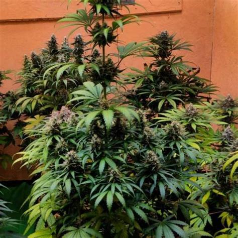 Sweet Seeds Gorilla Girl F Fast Version Grow Diary Journal Week By