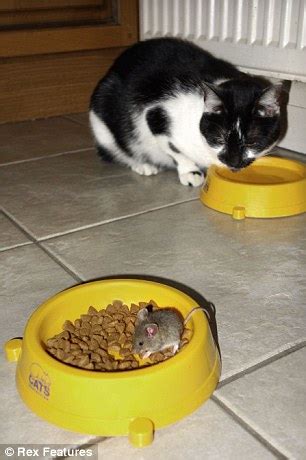 Cute Baby Field Mouse Diet - clevelandposts