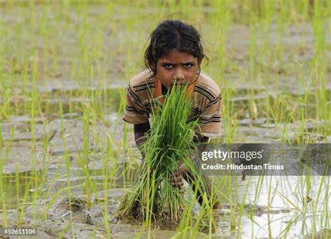 Child Sowing Seeds Photos And Premium High Res Pictures Getty Images