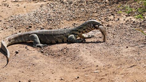 Monitor Lizards Fight Over Fish