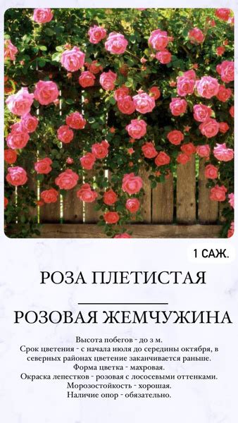 Роза, Роза комнатная Роза_ПлетистРозоваяЖемчужина - купить по выгодным ...