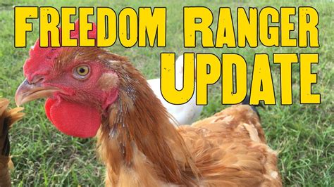 Hatched Freedom Rangers Where Are They Now Hd P Youtube