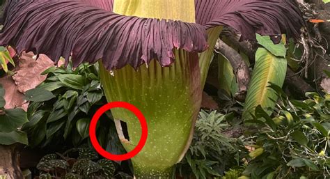 Bebbi Titanwurz Hatte Sex Mit Z Rcherin Baseljetzt