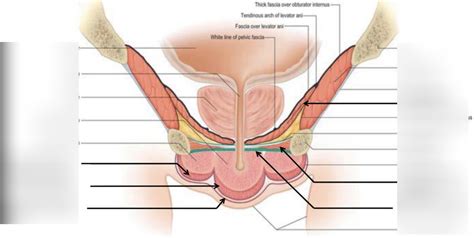 Urogenital Triangle Diagram Quizlet