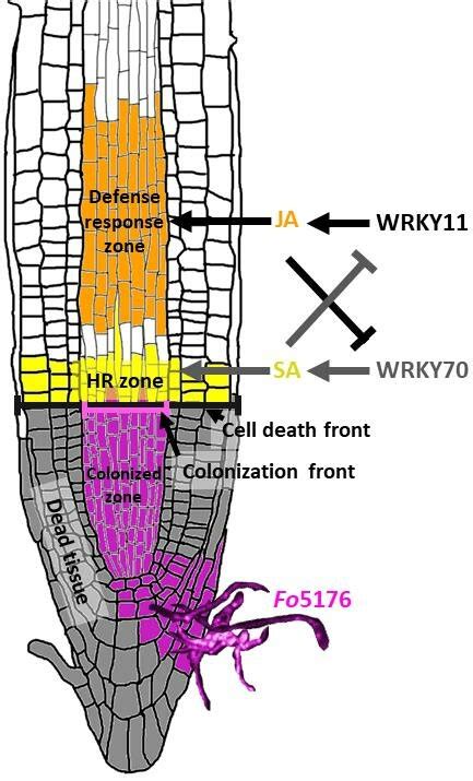 Model Showing The Distinct Activity Zones Of The Phytohormones And Download Scientific Diagram