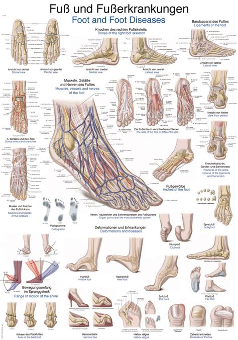 Plansza Anatomiczna Stopa I Jej Choroby