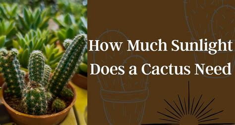 How Much Sunlight Does A Cactus Need Houseplantsinfo