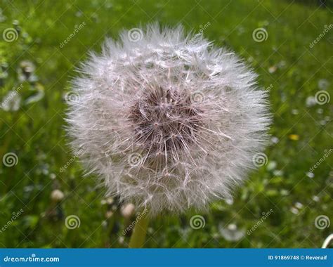 Dandelion Pappus Flower Structure Stock Photo - Image of mature, ovary ...