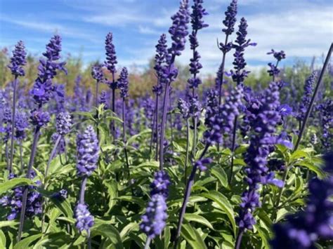 Salvia Farinacea Blue Victory Premier Seeds Direct