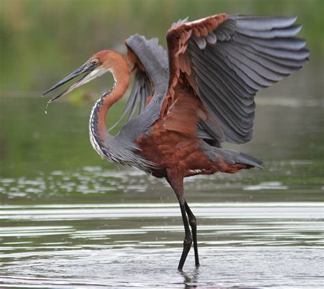 20 Birds With Long Beaks (With Photos) - Animal Hype