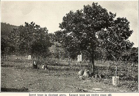 The American Chestnut Tree: From near-extinction to recovery? - CFACT