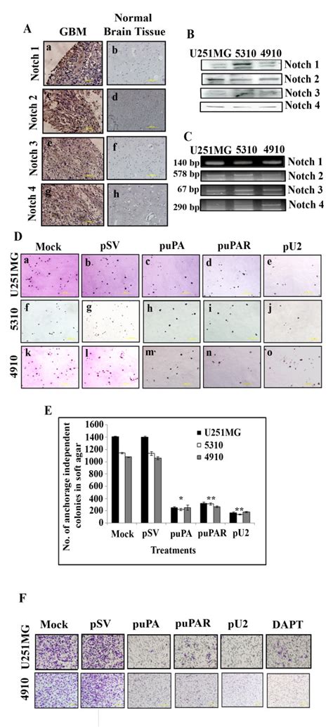 U251 Mg Cells Atcc Bioz