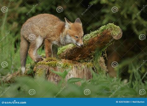 fox   log stock photo image  countryside mammal