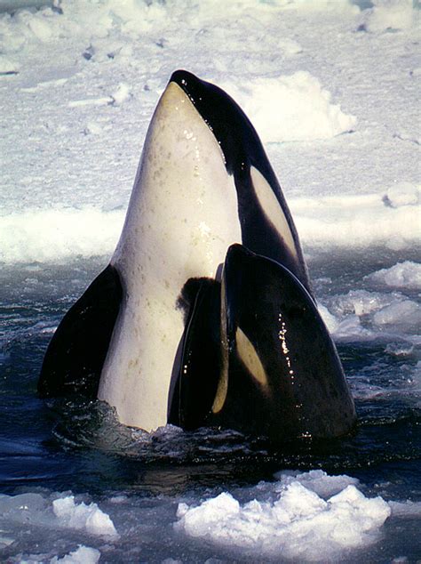 Orca Whale | Puget Sound Wiki | FANDOM powered by Wikia