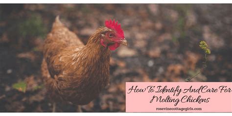 How To Identify And Care For Molting Chickens