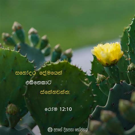 Share Odb Sinhala Our Daily Bread