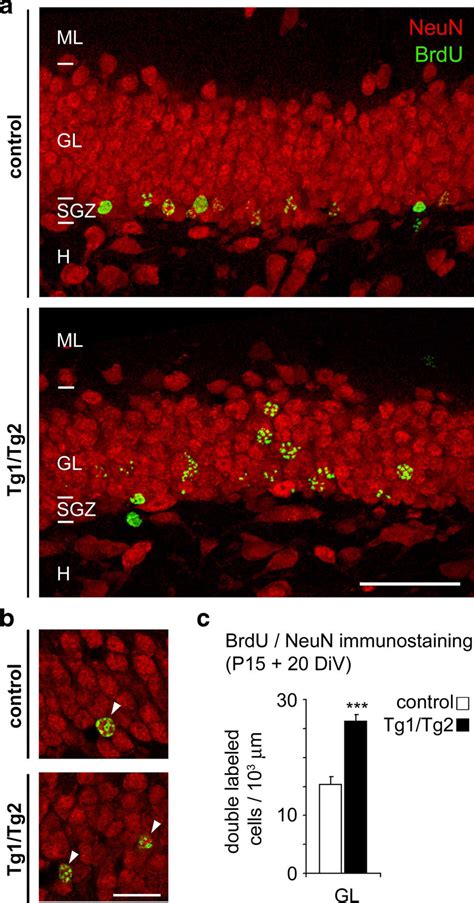 Brdu Labeled Cells Are Neun Positive Neurons A B Confocal