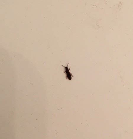 What Are The Small Black Bugs In My Bathroom – Artcomcrea