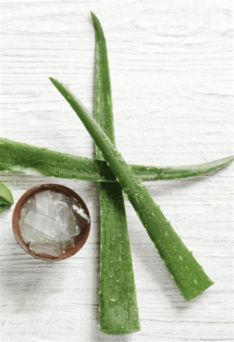 The Benefits Of Aloe Vera Gel For Sunburns Skin Irritation And More