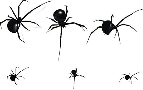 Royalty Free Black Widow Spider Clip Art Vector Images And Illustrations