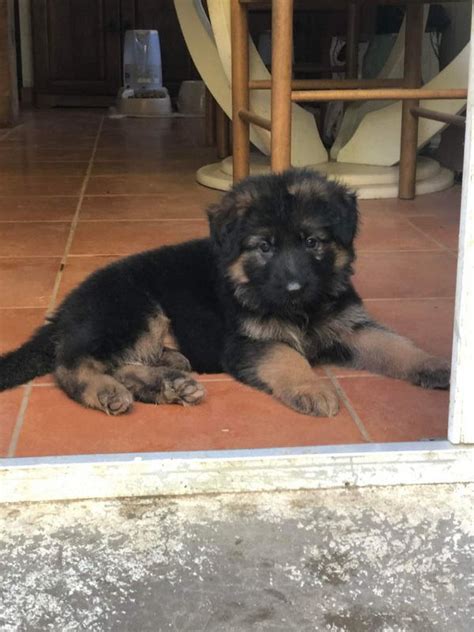 Chiot Berger Allemand Uncompagnon Fr