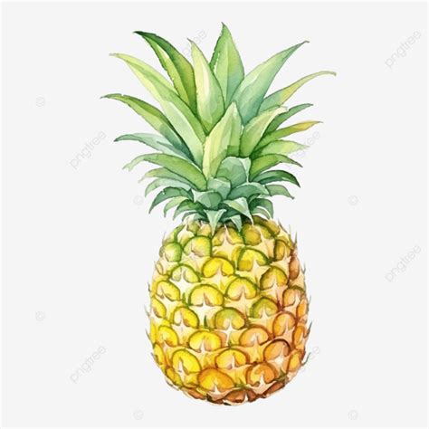 Watercolor Pineapple Element Watercolor Pineapple Pine Apple PNG