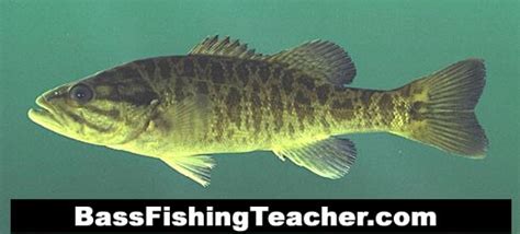 Shoal Bass Fishing - Bass Fishing Teacher