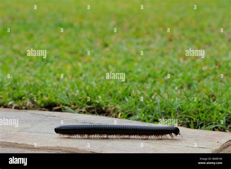 giant african millipede Stock Photo - Alamy