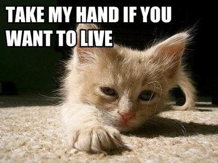 Funny Pic: funny animals with captions