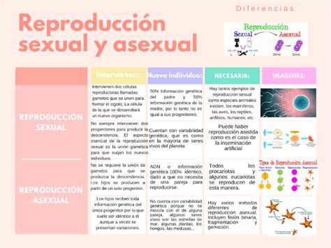 Reproducci N Caracter Sticas Y Diferencias Entre La Reproducci N