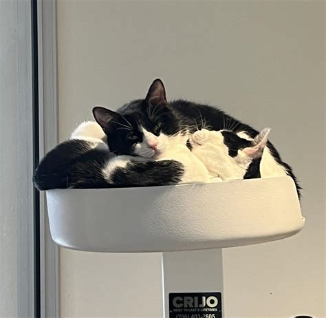 san francisco animal control center 4