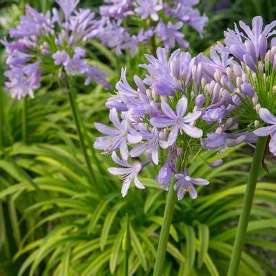 agapanthus