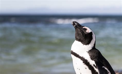 Saving the penguins of Peru – Storied.