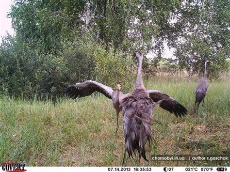 fauna   chernobyl exclusion zone