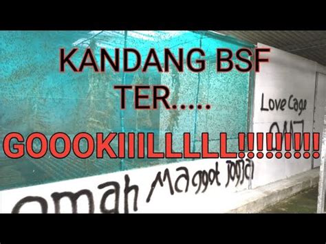 REVIEW KANDANG BSF BARU DI OMAH MAGGOT JOGJA YouTube