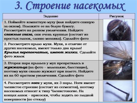 Цифровой микроскоп - Презентации по биологии