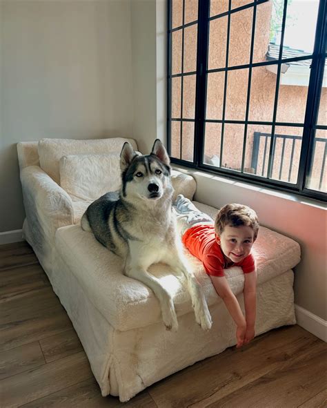 Theo The Siberian Husky | And the list goes on…🤍📝 ⋮ ⋮ ⋮ ⋮ #ilovehuskies