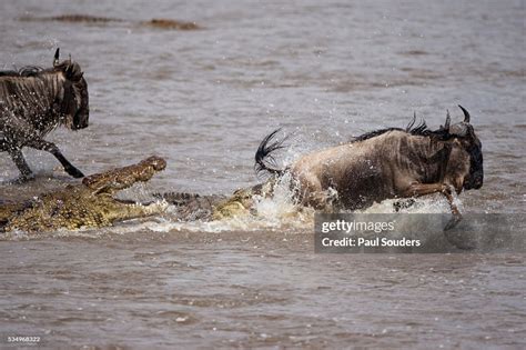 Nile Crocodile Attacking Wildebeest Migrating Across Mara River High