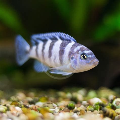 Cichlid Kennyi Metriaclima Lombardoi Aquatics Unlimited