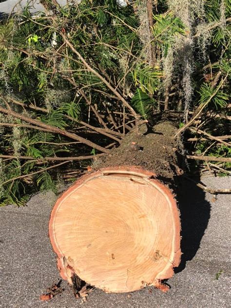 Clean Cut Tree Service Tree Care Services Trimming And Stump Grinding I Southwest Fl I Clean