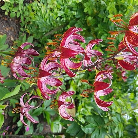 Hot SEAL A Forever Dad A Hope City Crossover Novel SEALs In Paradise Kindle Edition By