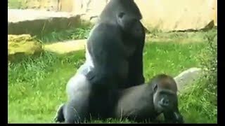 Gorillas Mating Face To Face