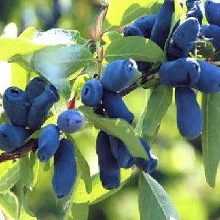 Жимолость съедобная Лазурит серия Северный Сад купить в интернет ...