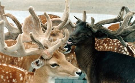 Leucistic Deer (everything there is to know about these white deer)