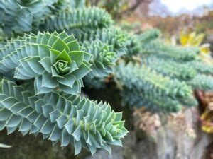 Jardín de plantas vivaces en Mainau la isla de las flores del conde