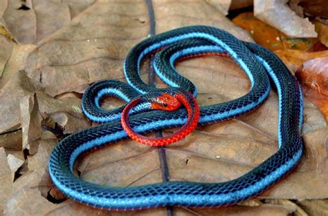 9 Dangerous Venomous Colorful Snakes - WhatDeWhat