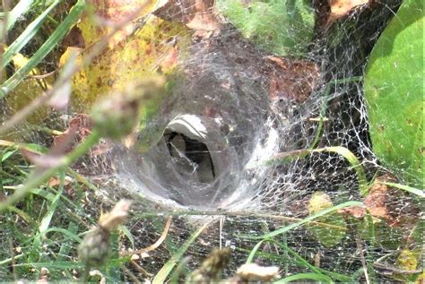 Trap Door Spider Photograph by Jackie Locantore - Fine Art America