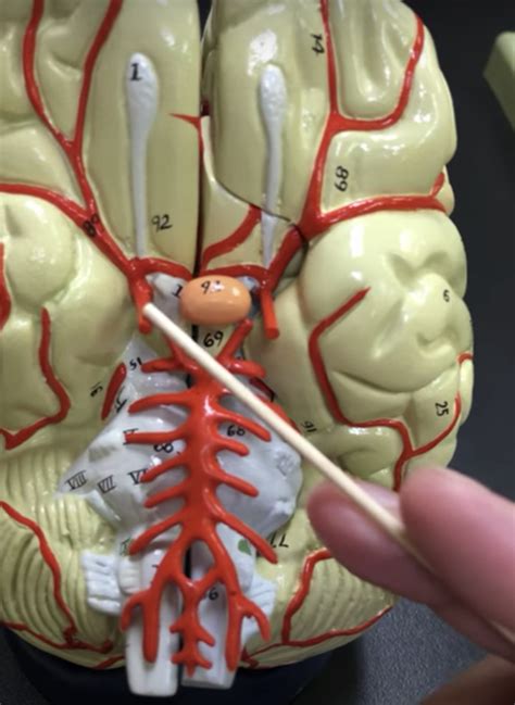 Cerebral Arterial Circle Diagram Quizlet