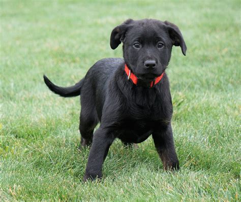 Rottweiler/ Lab Mix Puppy For Sale Fredericksburg, OH Female- Trixie ...